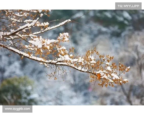 冬日湖畔的静谧与思索在白雪纷飞中的心灵觉醒与内省之旅 冬日湖畔的静谧与思索在白雪纷飞中的心灵觉醒与内省之旅